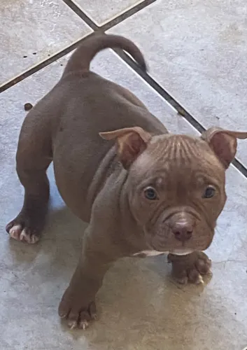 American Bully pocket fêmea choco