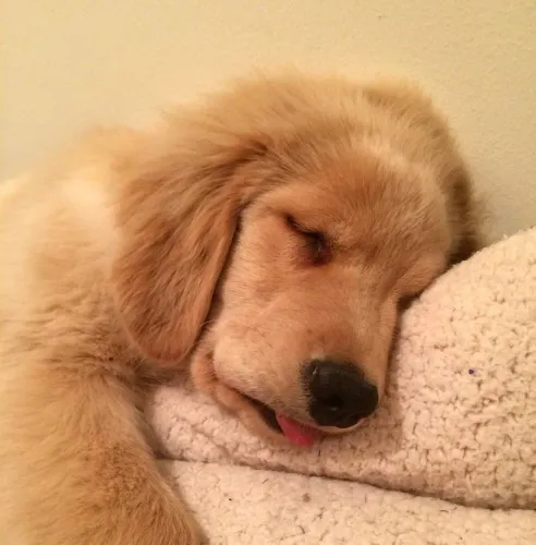 Filhotes de Golden retriever fêmea