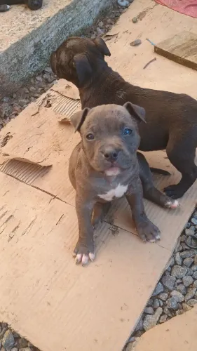 Cachorro