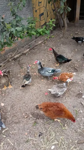 Vendo pato