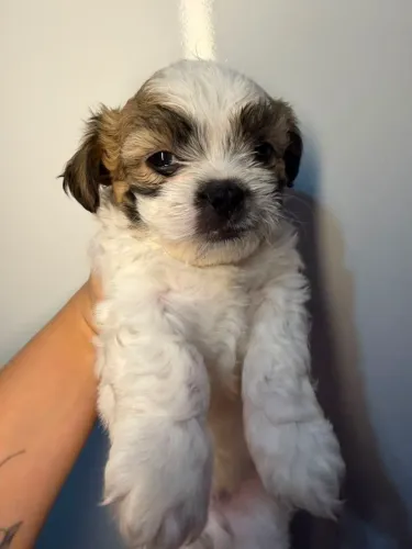 ? Lindo Filhote SHIH TZU (Macho) - Só R$ 600!