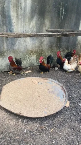 VENDO GALOS E GALINHAS GARNIZÉ