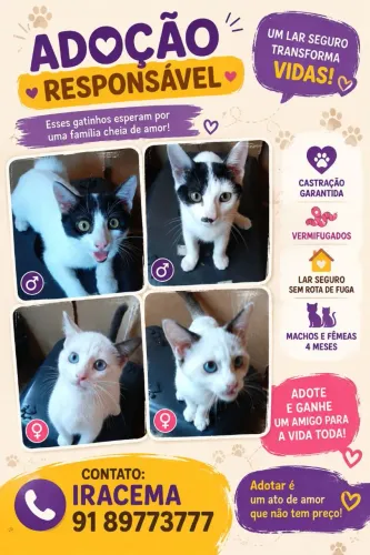 Adoção de gatinhos