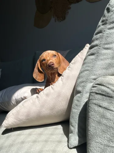 Doação Dachshund filhote