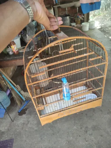 Gaiola pra vender