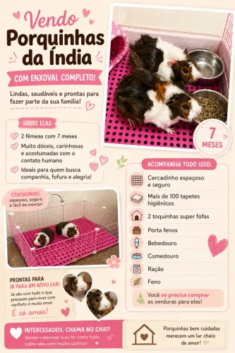 Vende-se Porquinhas da Índia, com enxoval completo!