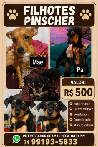 Cachorro