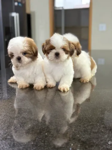 OPORTUNIDADE, PROMOCÃO, SHIHTZU, SHIH TZU