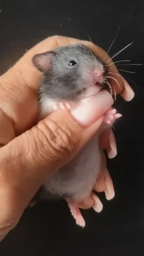 HAMSTER SÍRIO FILHOTES