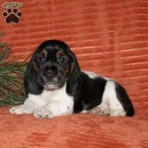 Basset Hound com Entrega Hoje - Últimos Filhotes