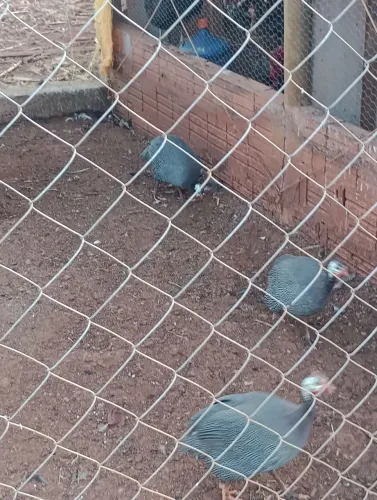 Galinha d Angola