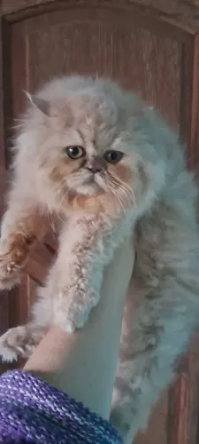 Gato persa macho