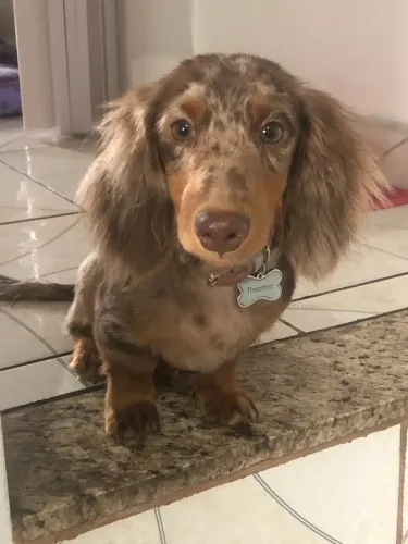 Ofereço serviços de cuidadora de Pets