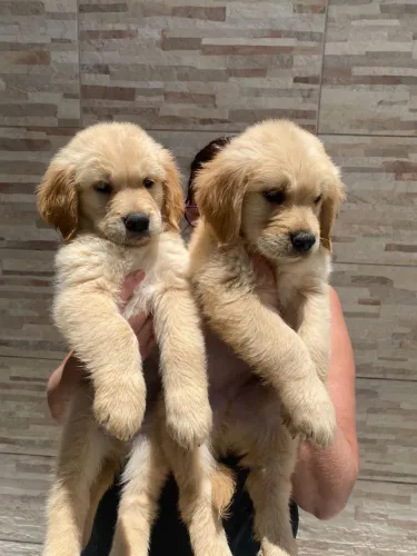 Golden puros fêmeas e machos divido e entrego barato