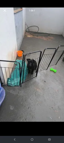 Doa se cachorro de médio porte 