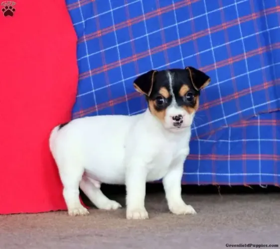 Jack Russell - Últimos Filhotes | Chamar Já