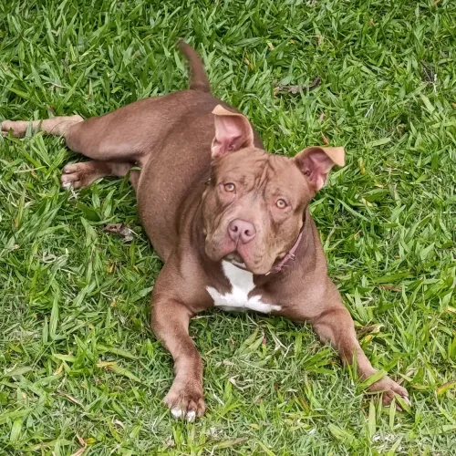American Bully fêmea procura macho 
