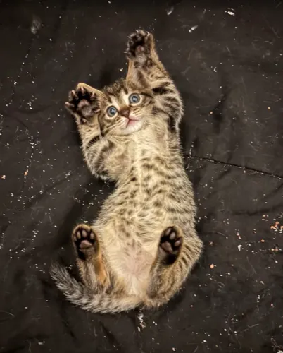 Gato para adoção - Nala