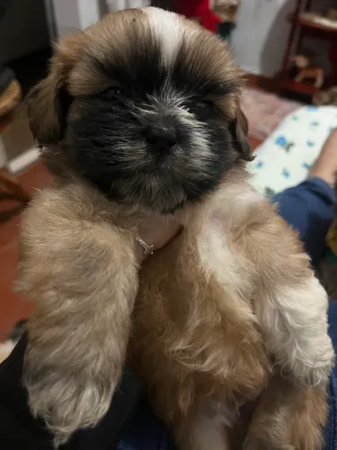 Cachorro