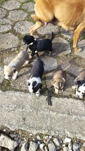 Doação de Filhotes de Cachorro (Porte pequeno Médio / Caramelo)