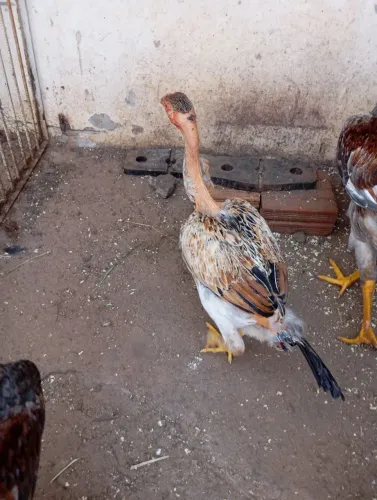 Frango e frangas 