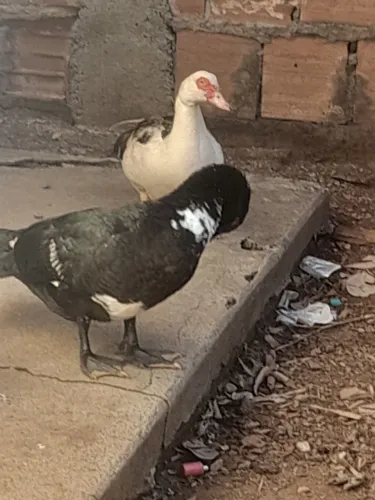 Vendo pato