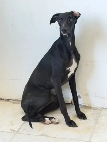 Vendo filhotes de Whippet - 2 fêmeas- vacinadas - 1000,00 cada