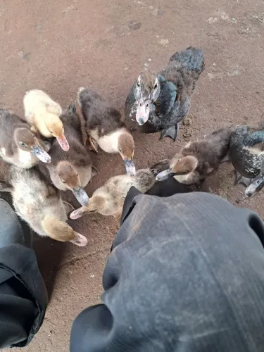 Vendo patos 20 patos por 150 reais