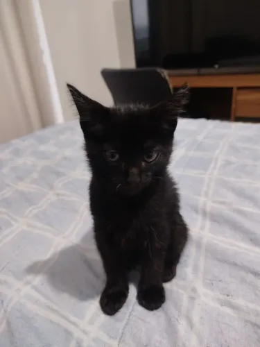 Gatinho macho para doação