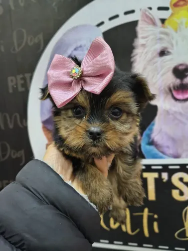 Fêmea linda de yorkshire micro disponível para visitação venham conhecer pessoalmente 