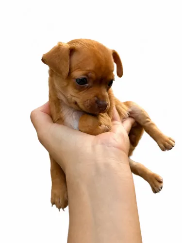 Pinscher fêmea zero