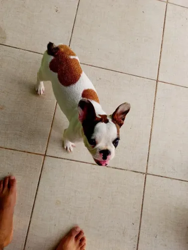 Buldogue francês (macho)