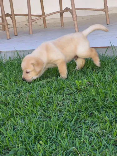 Filhote de labrador