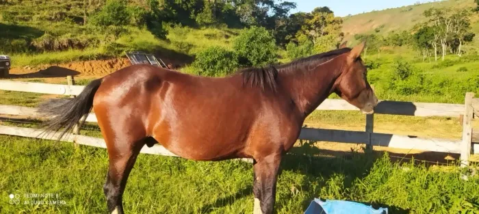 Cavalo à venda, excelente potencial