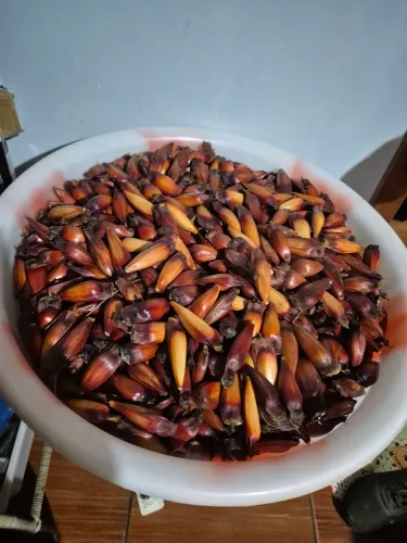 Pinhão 