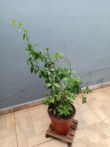 VENDO VASO E SUPORTE ORA PRO NOBIS