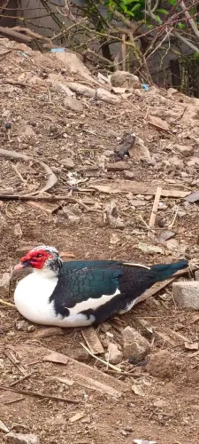 Pato