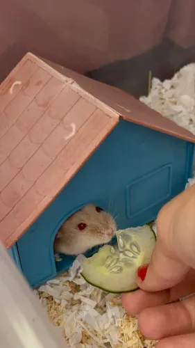 hamster anão russo