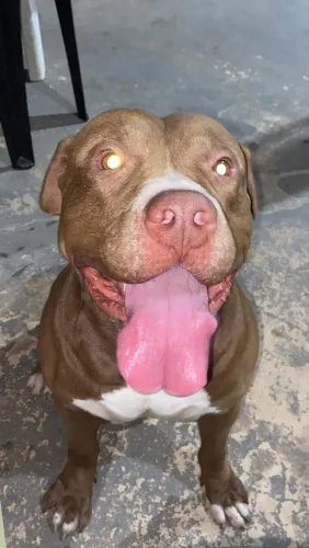Cachorro para doação. *