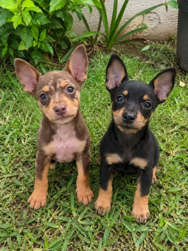Pinscher 1