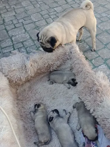 Pug anaozinho