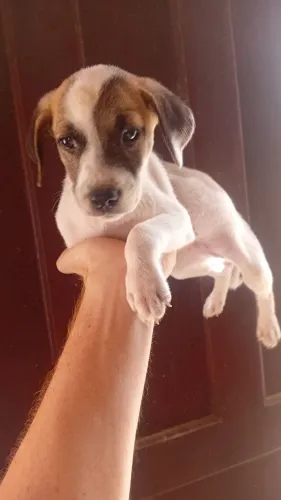 LUNDA PITBULL COM PASTOR SO 100 REAIS