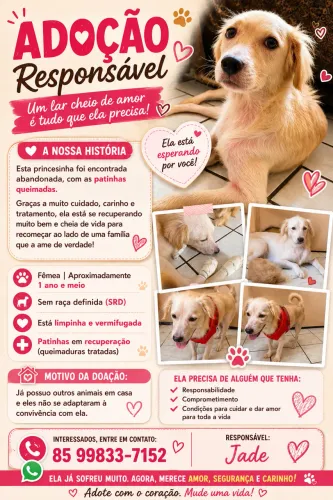 Cadela para adoção