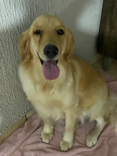 Adoção de Golden Retriever fêmea ( arcando com a castração ) 