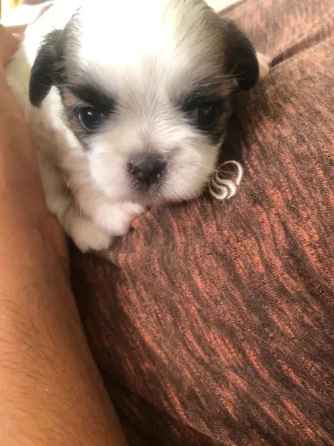 Vendo Filhotes de ShihTZu