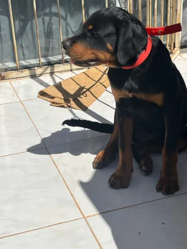 Rottweiler filhote a venda