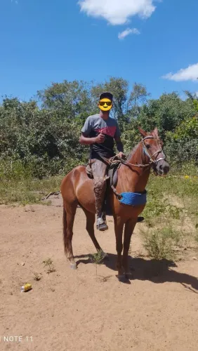 Vendo ou troco egua mestiça qm