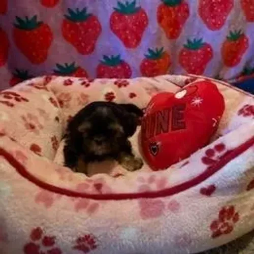 Shih Tzu,Shih Tzu Filhote Disponível Alta Qualidade