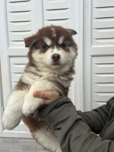 Husky siberiano