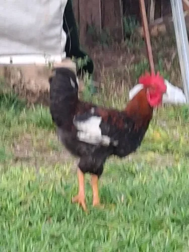 Vendo galos novos de raça